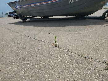  Salvage Yacht Club 8ft